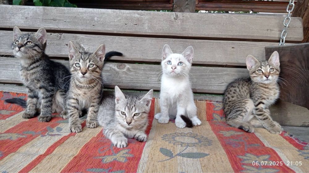 Відам в добрі руки кошенята