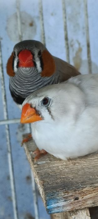 Casal de mandarins para Cedência