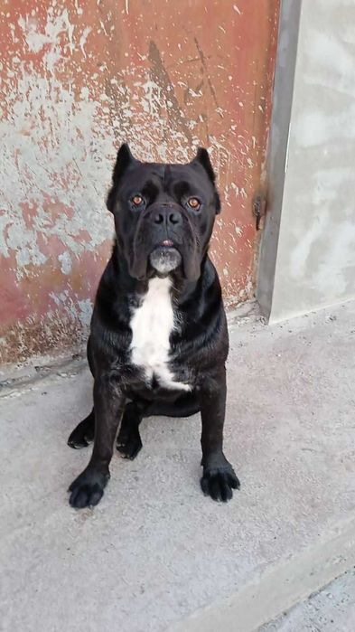 Кобель Кане-корсо вязка