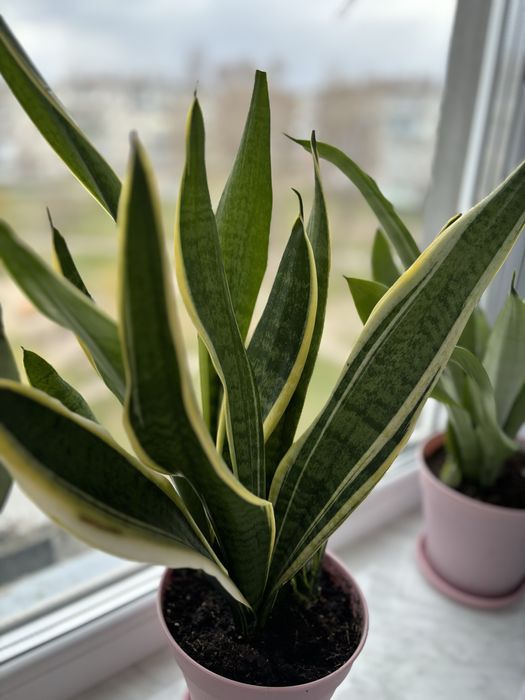 Продам сансев’єрію в горшках.