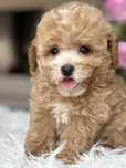 Maltipoo  Maltanczyk & pudel slicznia sunia