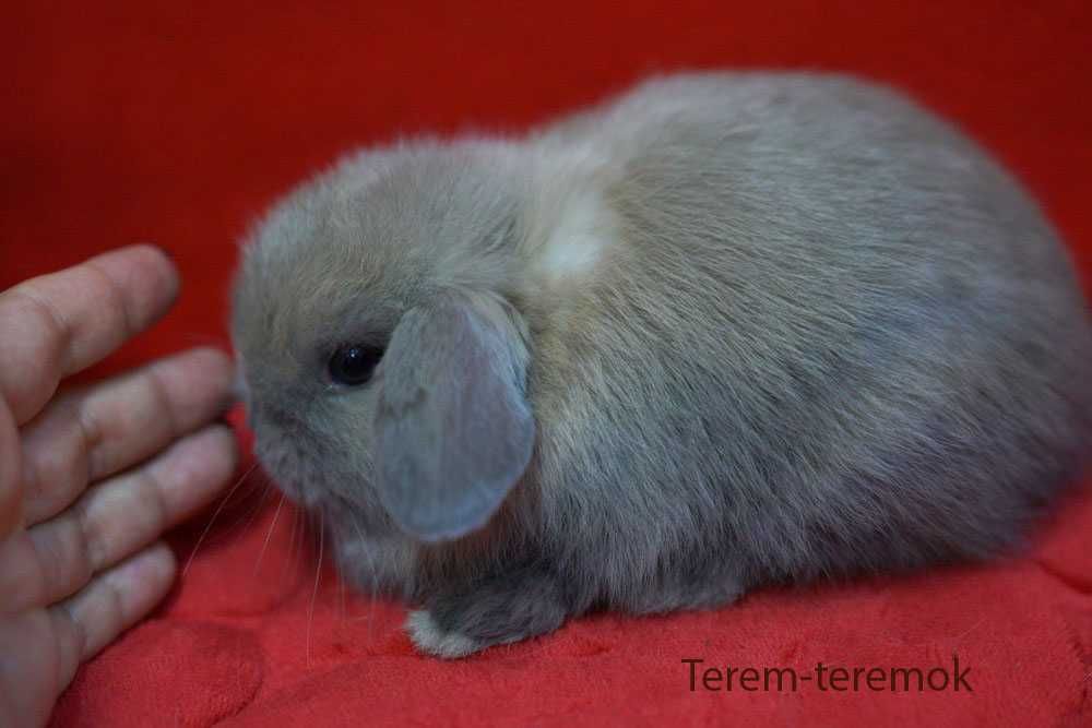 Карликове кроленя в рідкісному забарвленні!