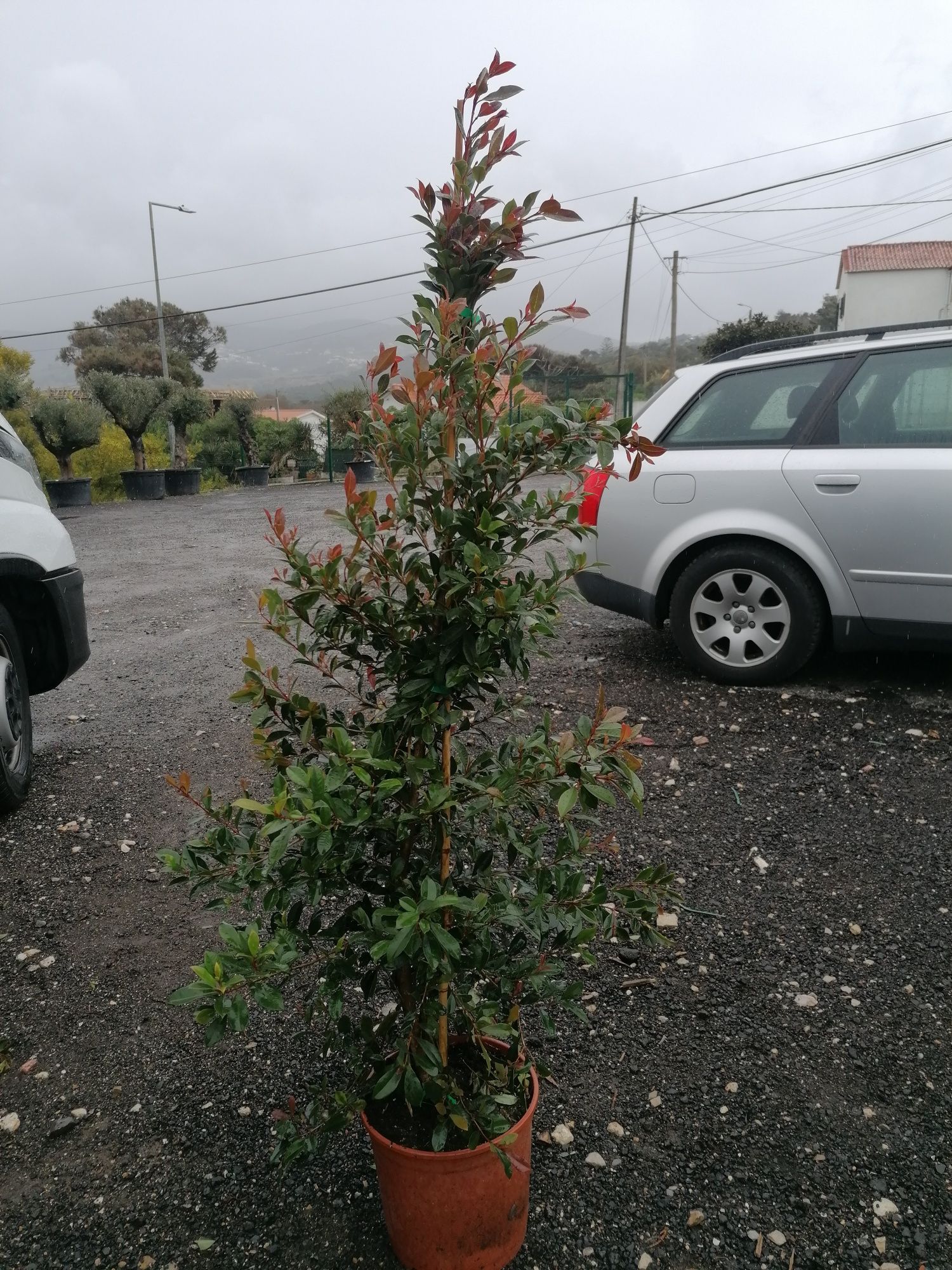 Eugenias Myrtifolia Newport