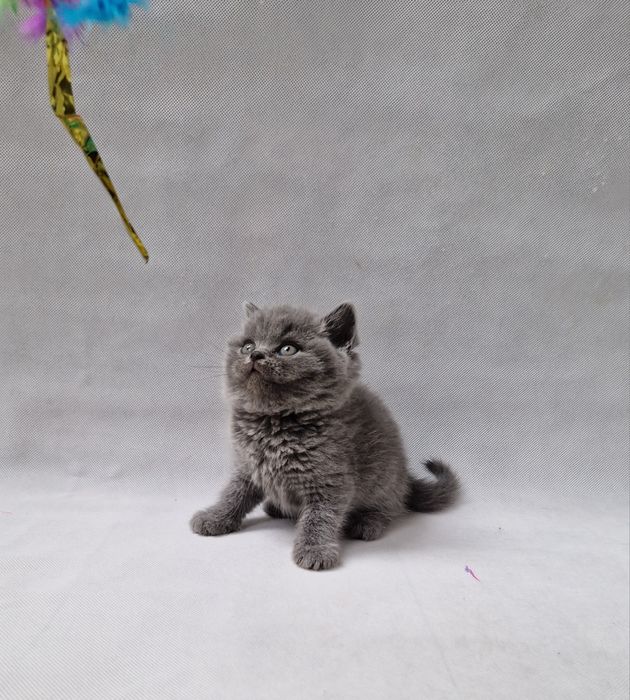 Kotka brytyjska..  Rodowód FiFe,FPL. Odbiór Grudzień.