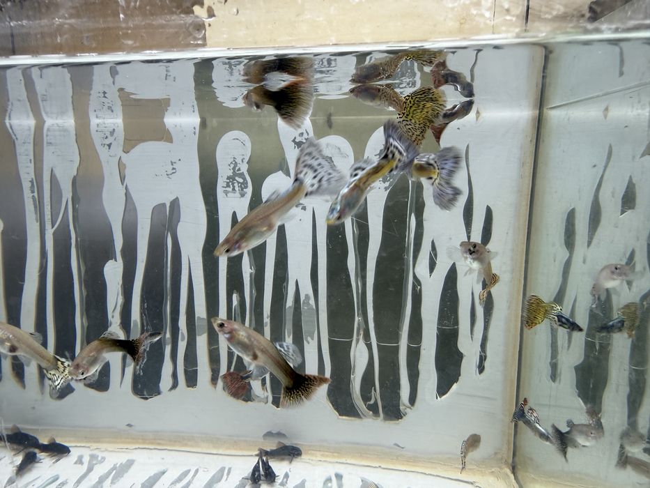 Gupik MIX pawie oczko endler