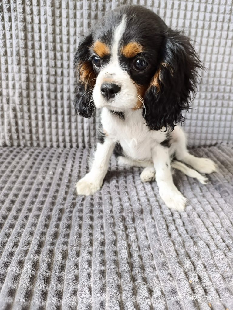 Ostatni piesek!! Cavalier King Charles Spaniel