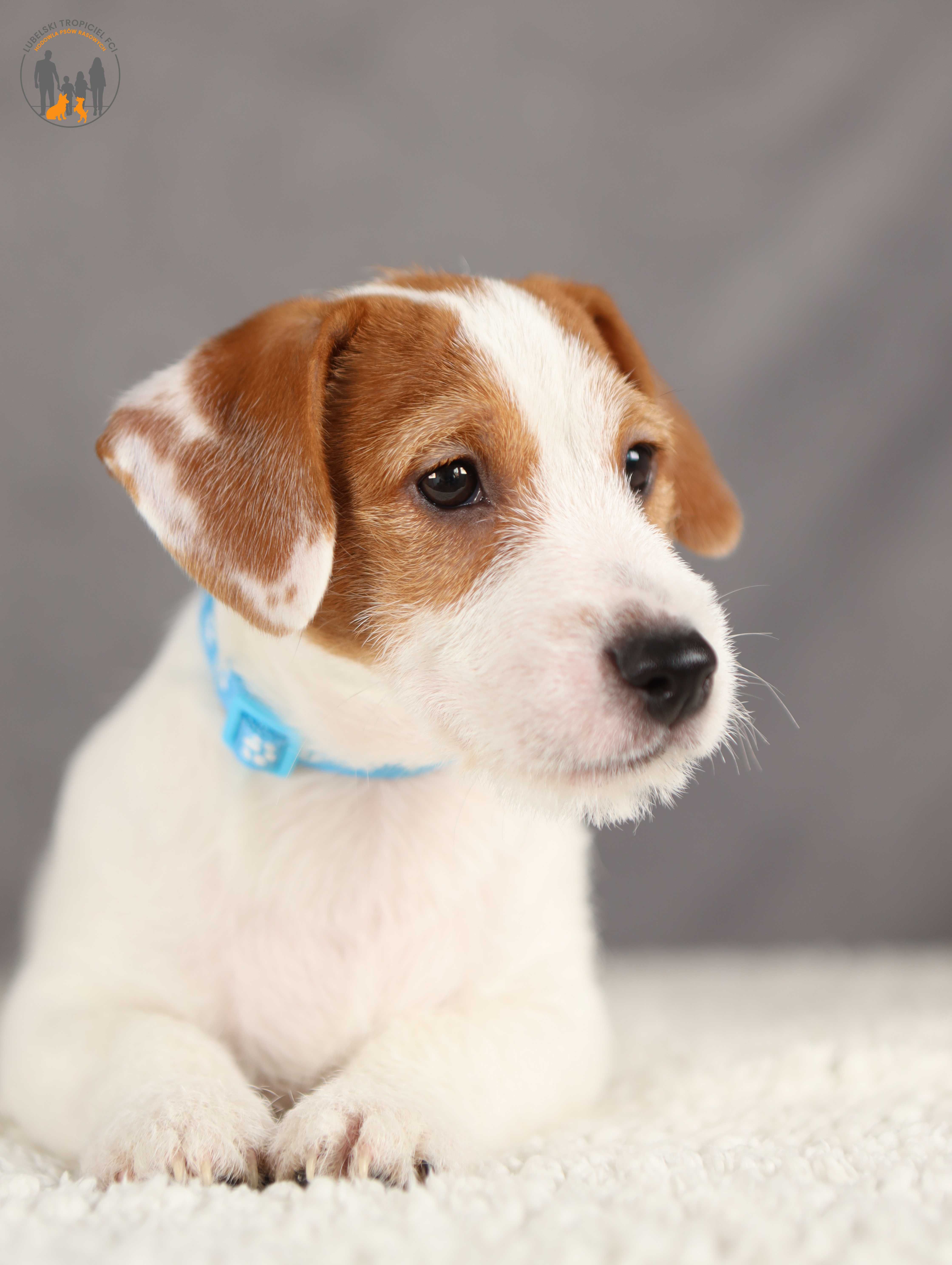 Jack Russell Terrier ZKwP FCI piękny piesek