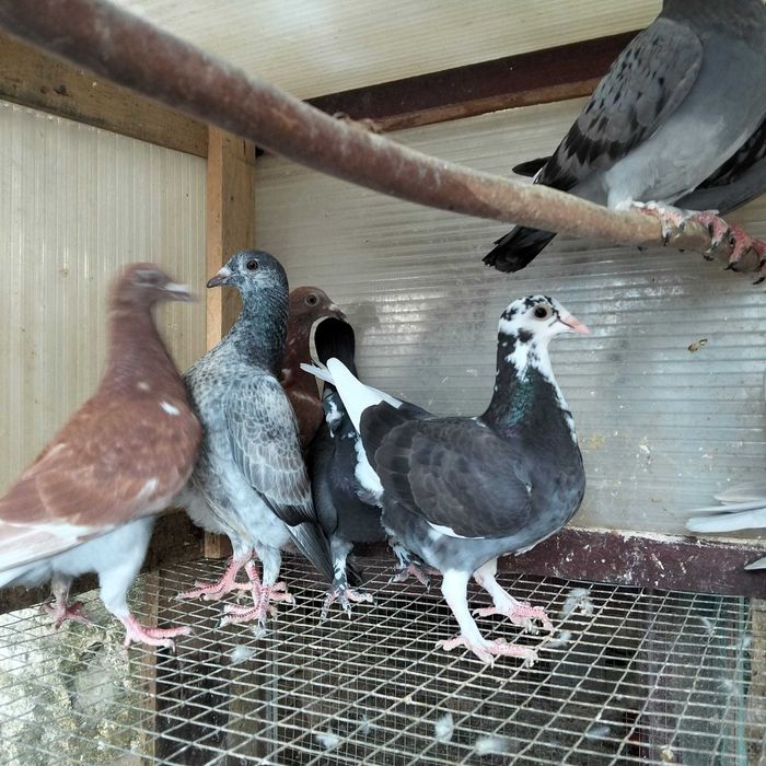 Pombos de várias cores