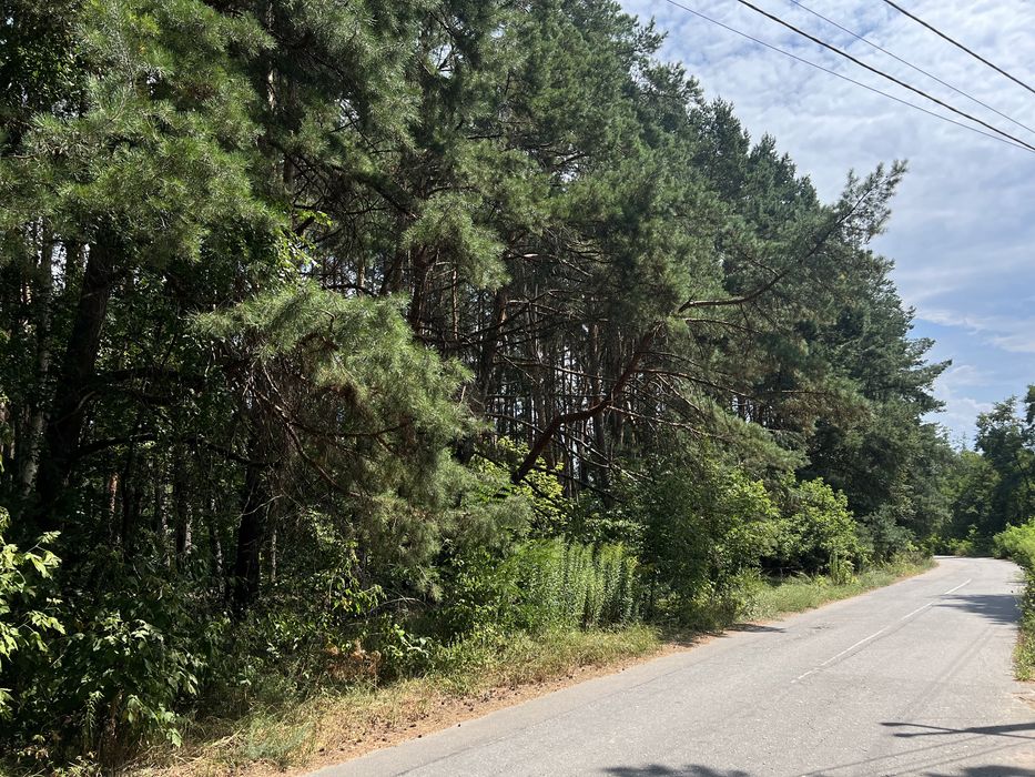 1га соснового лісу під буд-во с.Хлепча