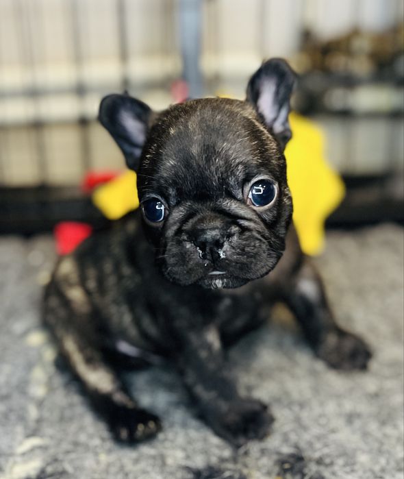 Buldog Francuski pregowany piesek - ZKwP/FCI