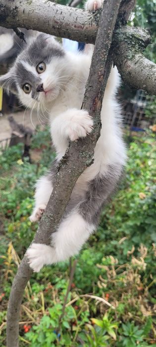 Котенок в  добрые руки