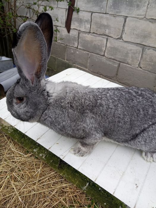 Olbrzym belgijski szynszylowy. Samica zakocona