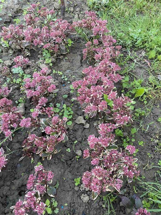 Очиток низькорослий