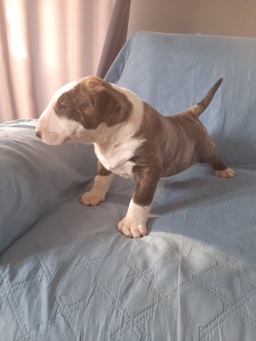 Bulterier standardowy