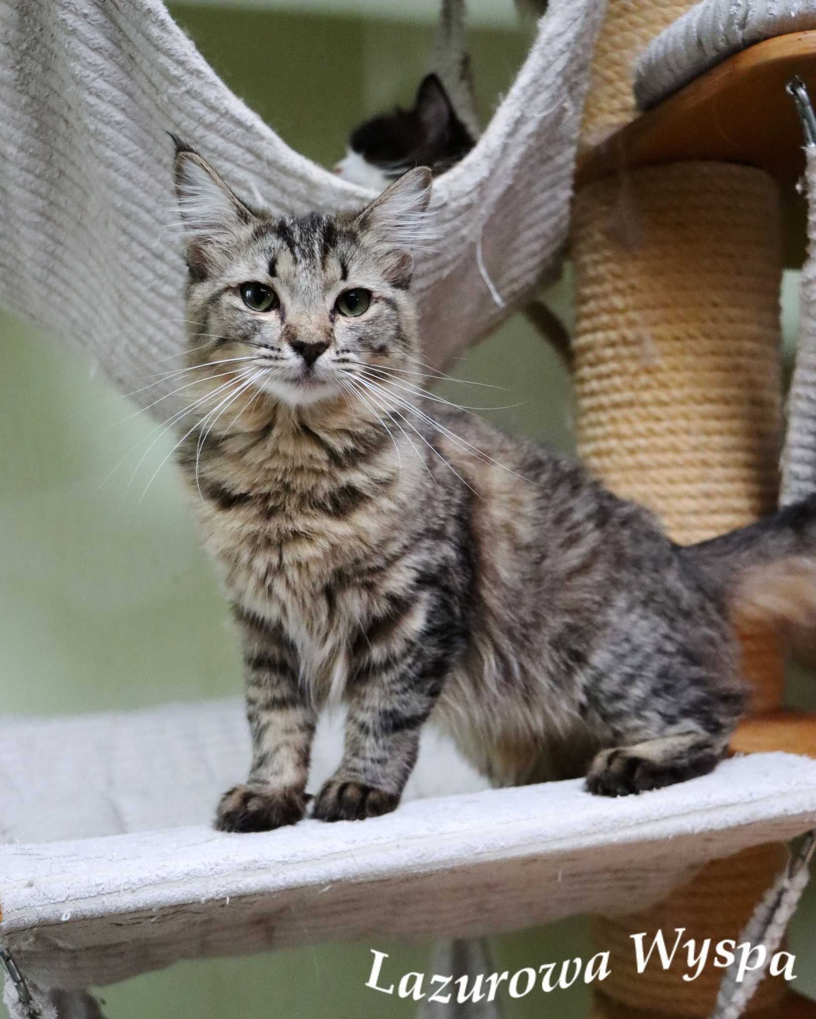 Kali Ragdoll solid/mink z Lazurowej Wyspy.