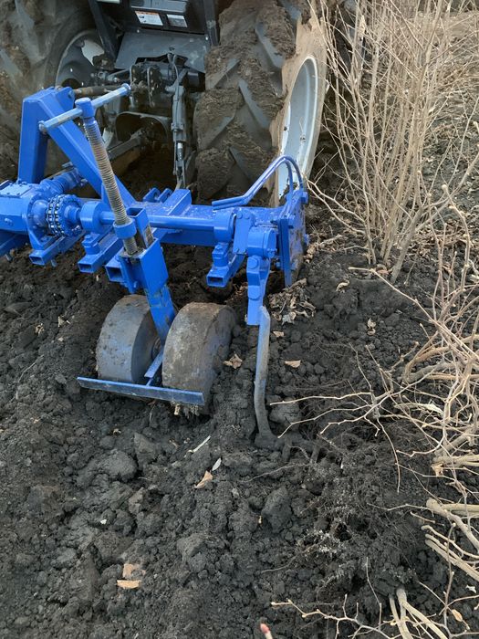 Саджанці грецького горіха, фундука