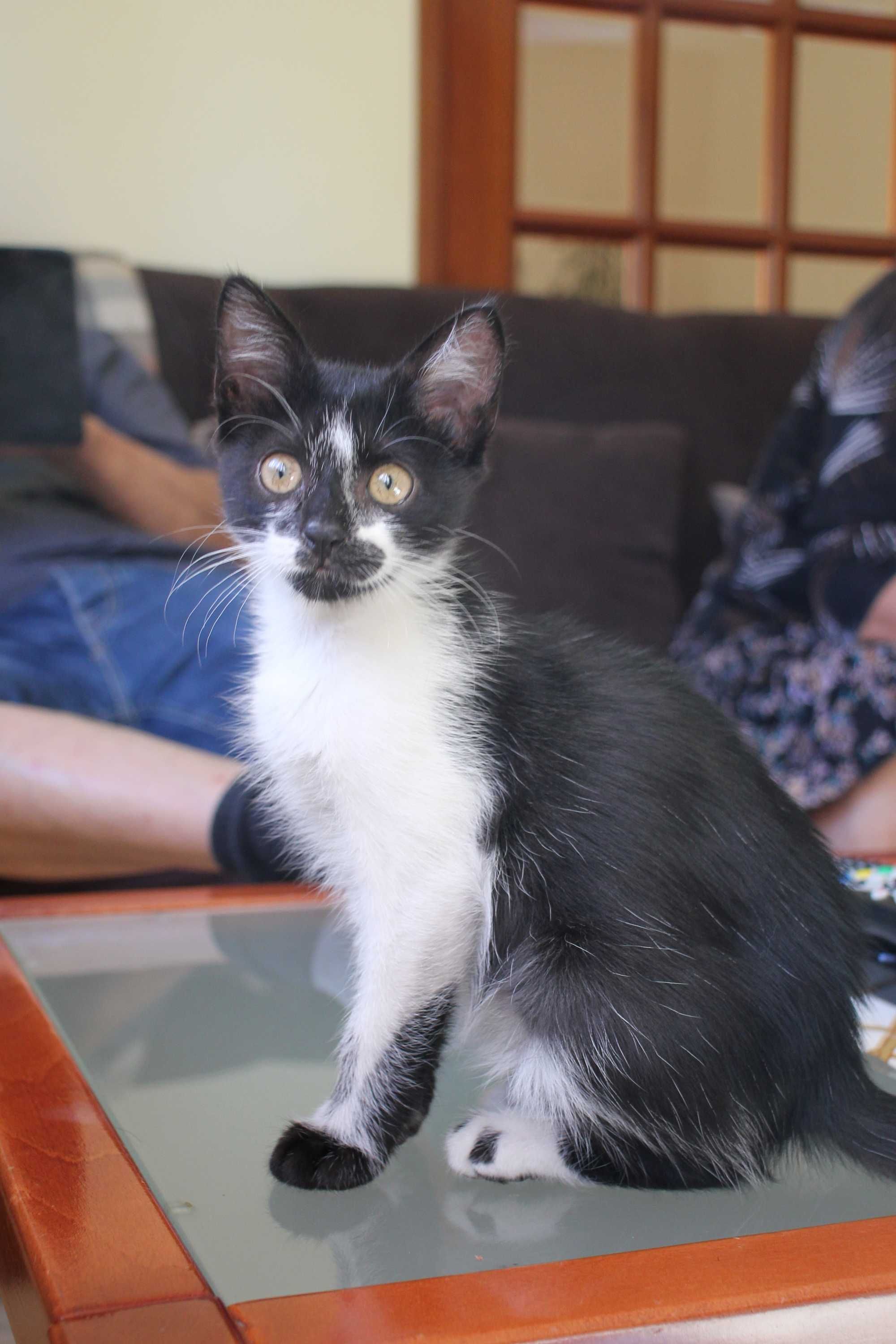 MACHO | Gatinho disponível para adoção responsável