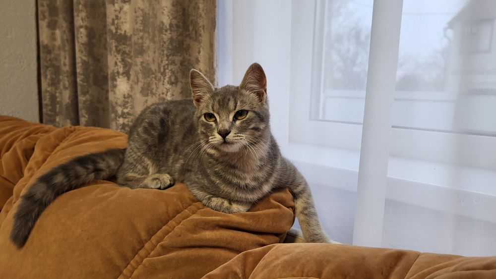 Молоденька кішечка Асма