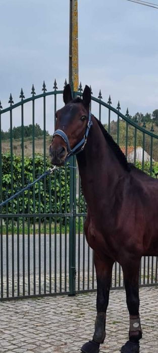 Cavalo Cruzado com ensino