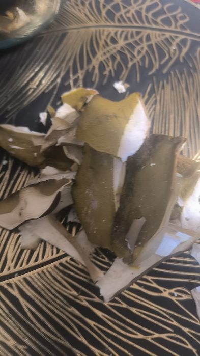 Білі гриби,зберані в Закарпатських лісах