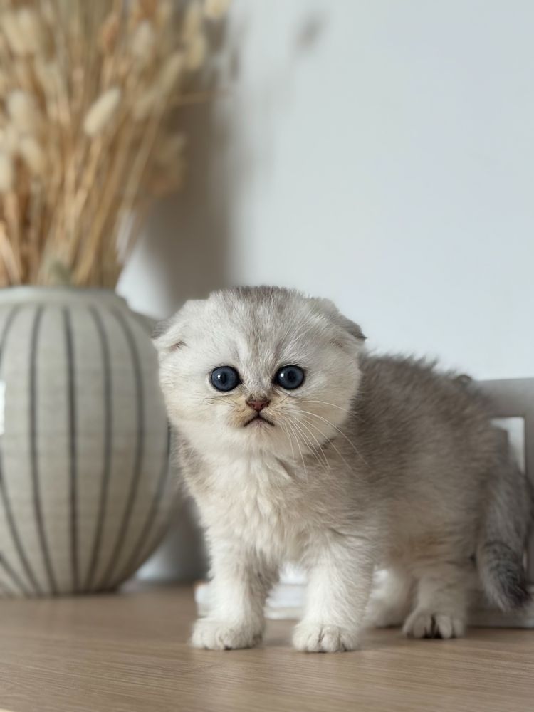 Скотиш фолд. Скотиш страйт. Шотландские котята