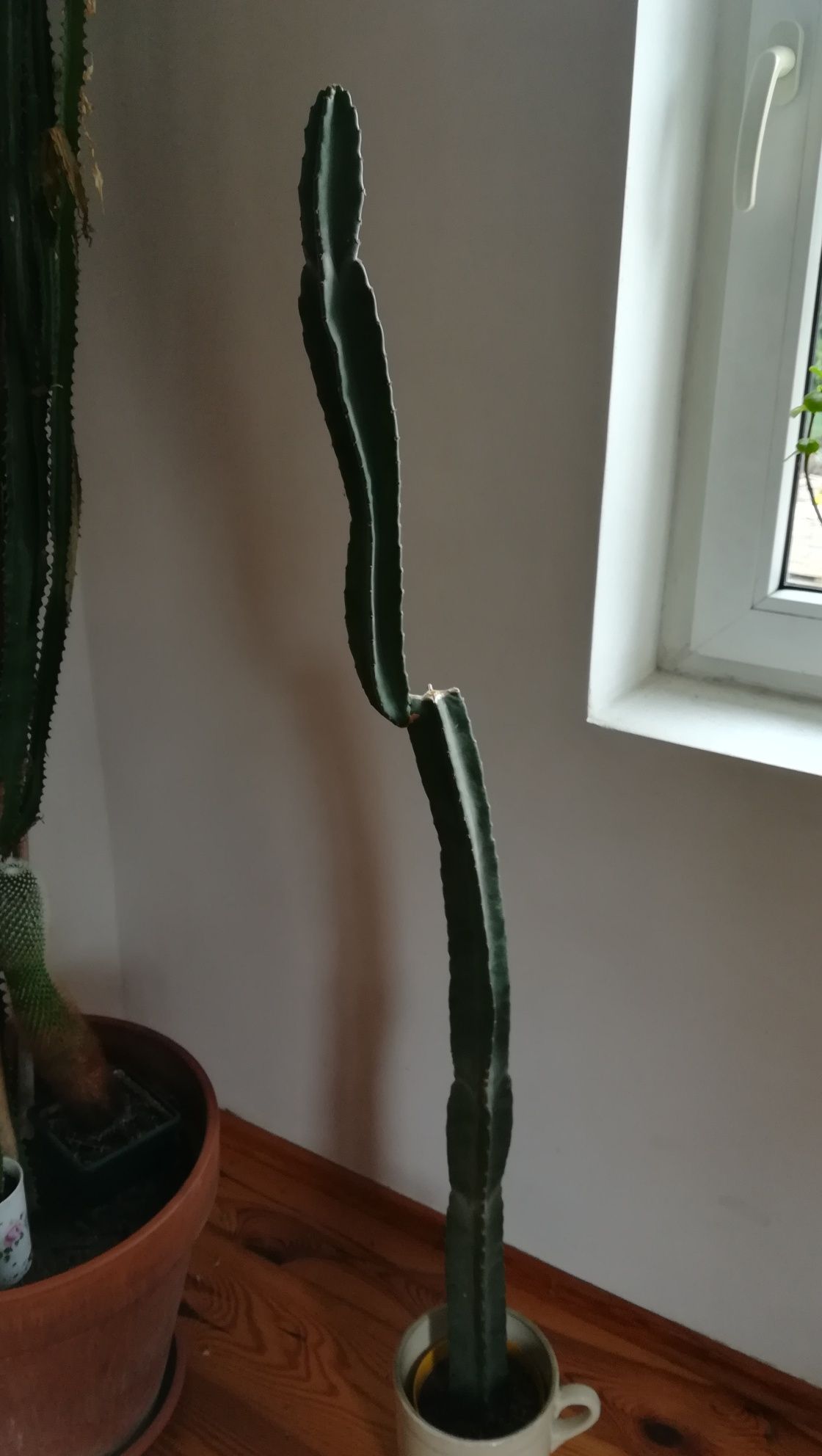 Kwiatek doniczkowy - kaktus 125 cm
