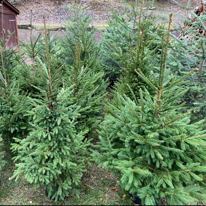 Ялинка жива в горщику