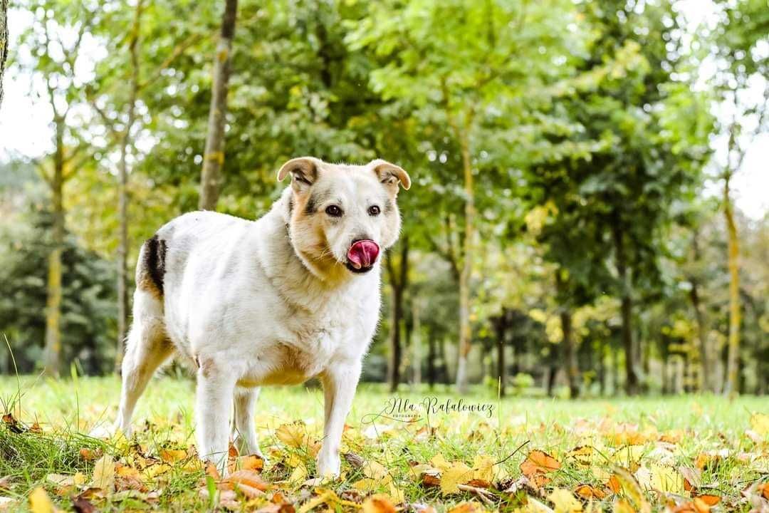 Eliga i Pongo od lat we wspólnym boksie