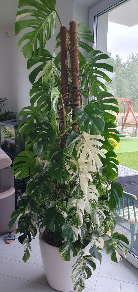 Monstera variegata
