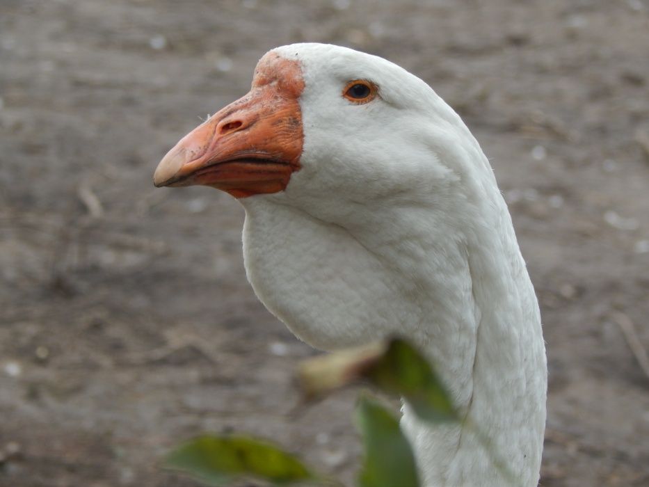 Гуси холмогори.  Холмогорські.