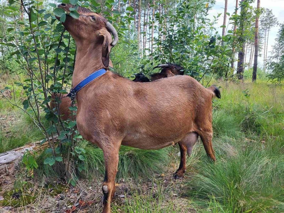 Коза дійна нубійка