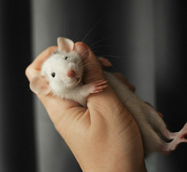 Дуже розумні та лагідні крисинята, Крыса.