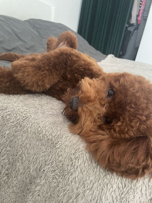 Вязка Той Пудель