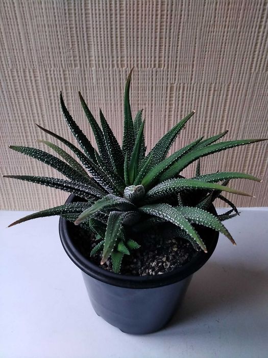 Хавортия Attenuata хавортия аттенуата