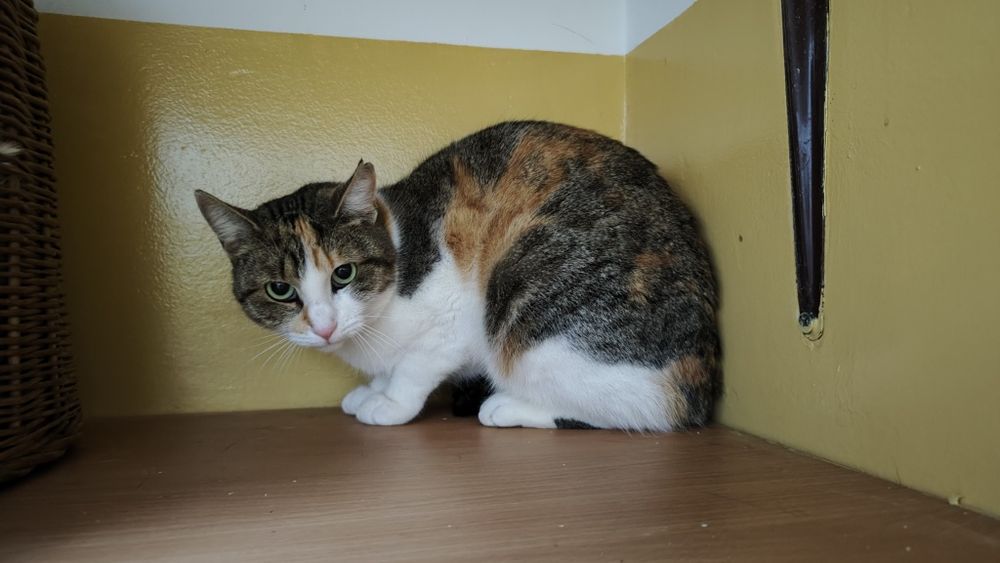 Czy cudowna Taśka ma w ogóle szansę na adopcje?