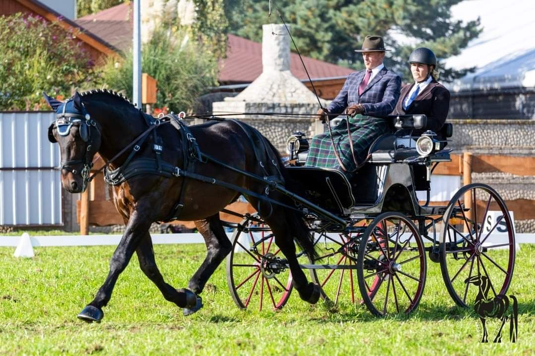 Ogier ślaski  programowy sprzedam 9 lat