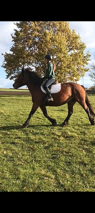 Klacz zimnokrwista pkz