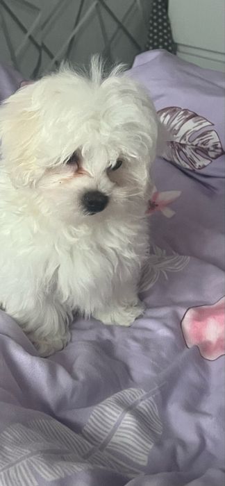 Maltańczyk - 3 miesięczny czeka na Nowych Rodziców