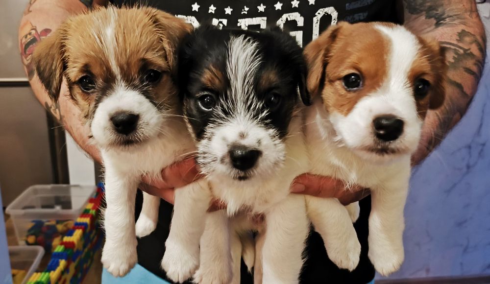 Jack Russel Terrier FCI ZKwP suczki dziewczynki