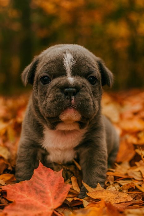 Buldog francuski blue niebieski