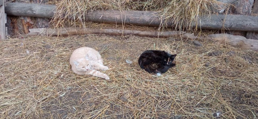 Віддам кошенят в хороші руки