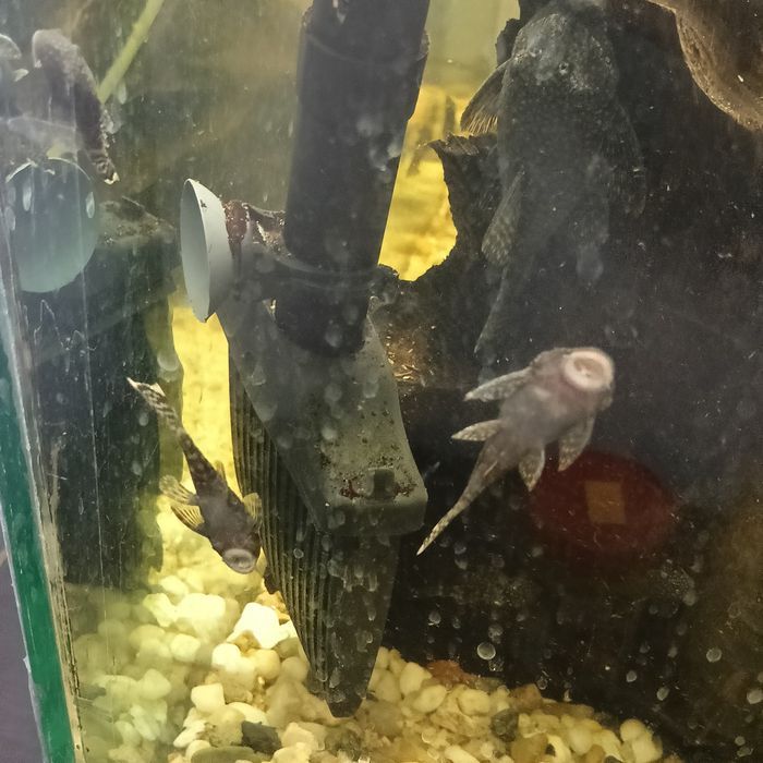 Narybek glonojada