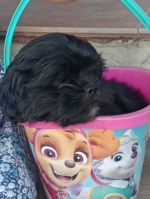 Suczka Shih TZU do rezerwacji