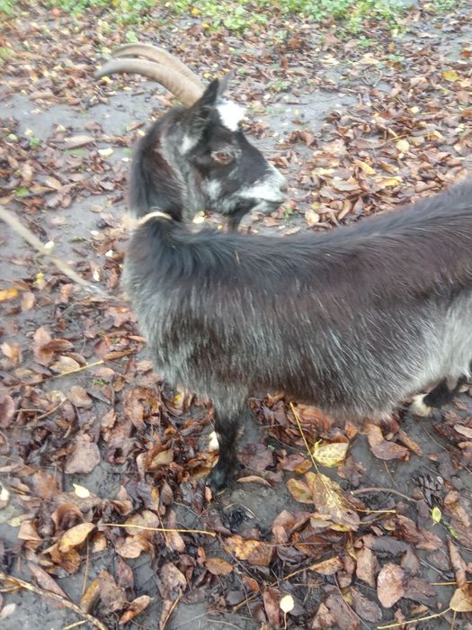 Продам процентну альпійську кізочку.