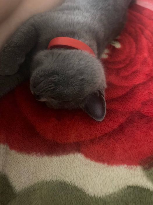 Шоталська прямовуха кішечка