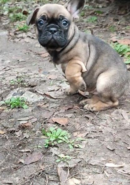 Девочки французского бульдога