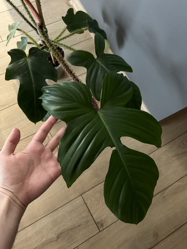 Philodendron Squamiferum