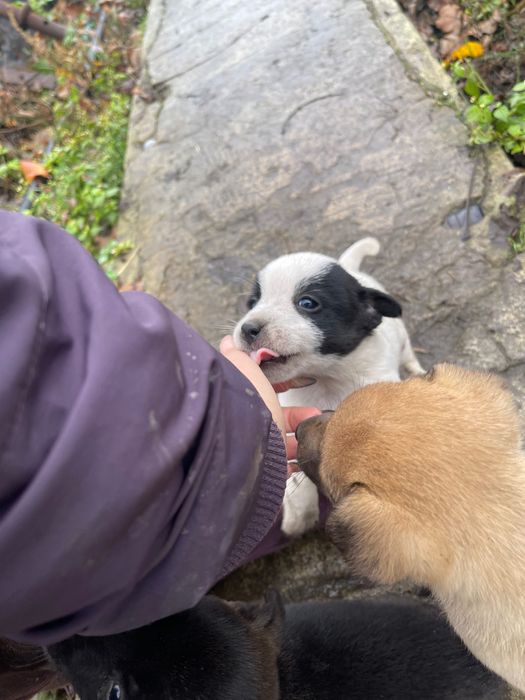 Отдам щенков в добрые руки Новая Дача