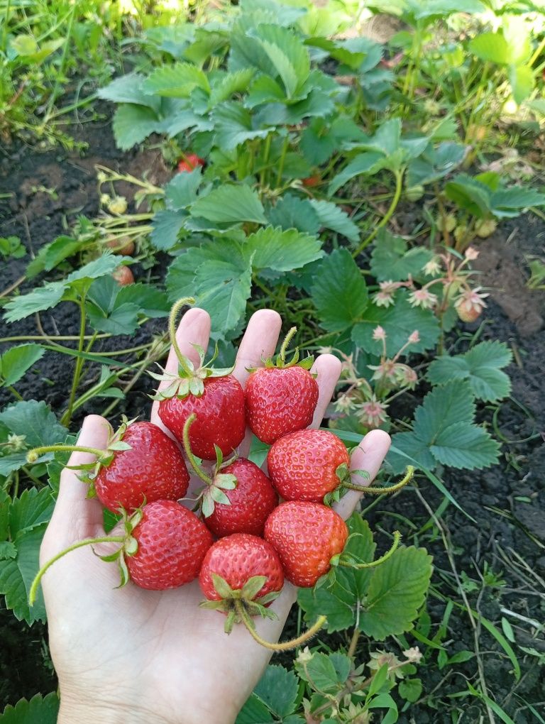 Продам ранню полуницю