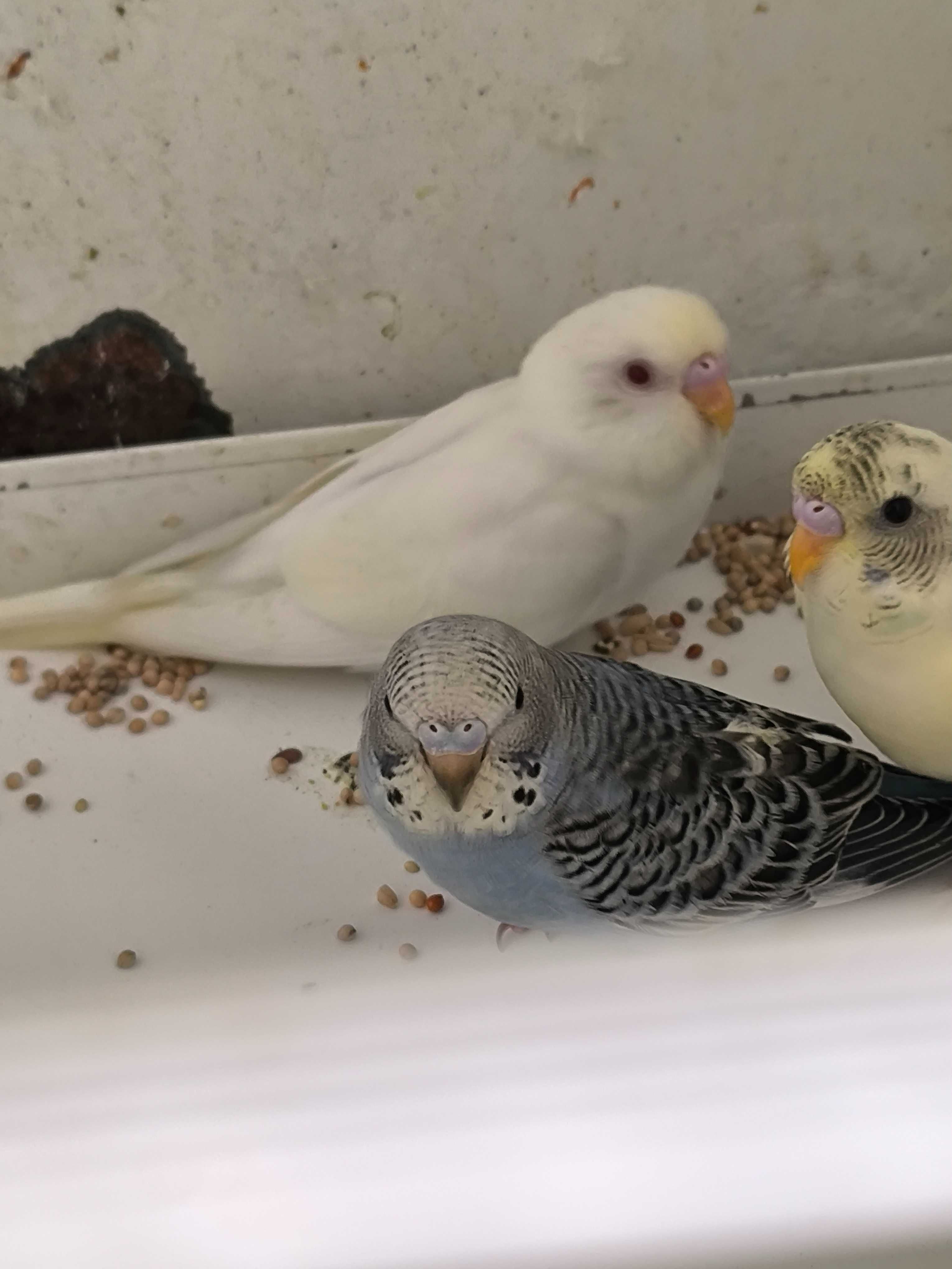 Periquitos Australianos